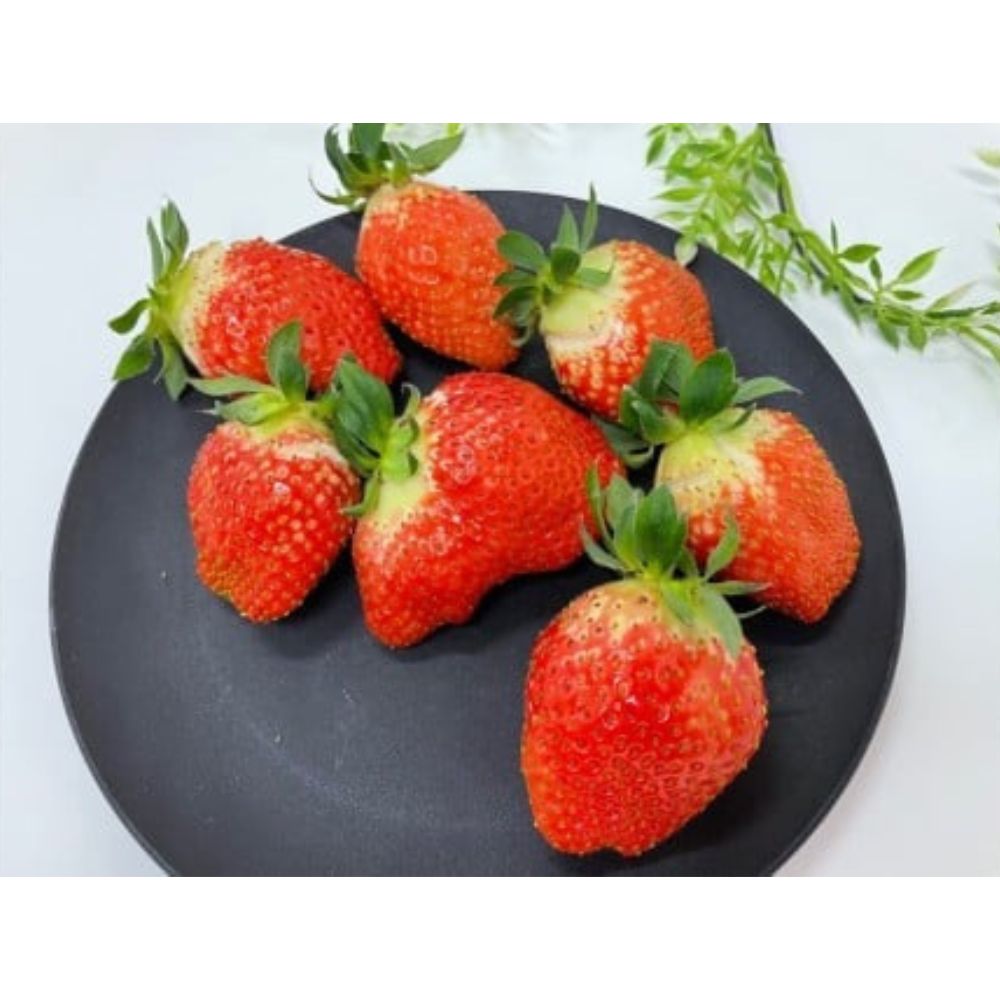 【ふるさと納税】多気町産いちご 訳あり 章姫 1kg（250g×4） いちご 苺 不揃い 三重県 多気町 hgy-01 サムネイル3