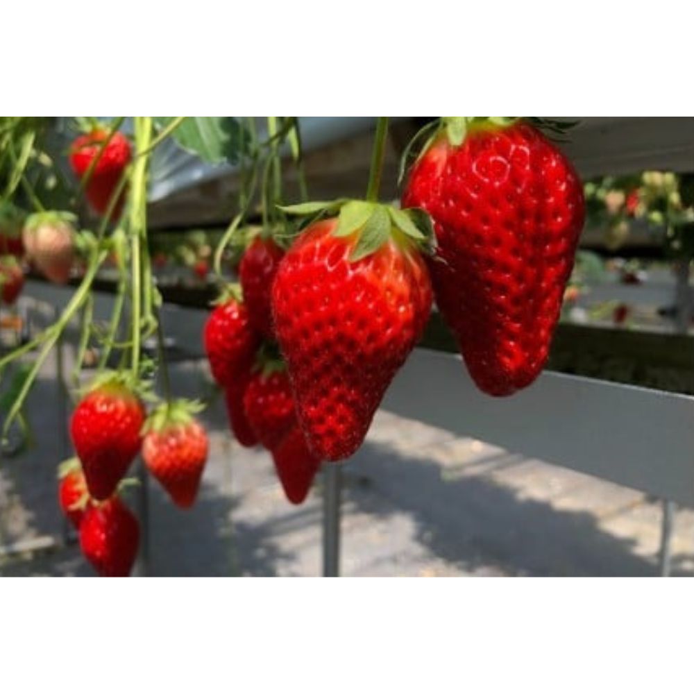 【ふるさと納税】多気町産いちご 訳あり 章姫 1kg（250g×4） いちご 苺 不揃い 三重県 多気町 hgy-01 サムネイル2