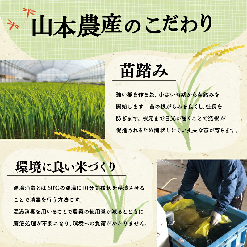 【ふるさと納税】 三重県産 山本農産のお米（コシヒカリ）の定期便 コシヒカリ こしひかり ふるさと 米 コメ こめ おこめ ギフト プレゼント 贈答 贈り物 御祝い お祝い返礼品 人気 お取り寄せ 三重米 お米 白米 精米 ブランド米 国産 1回 3回 6回 こだわり 5kg 10kg - 画像3