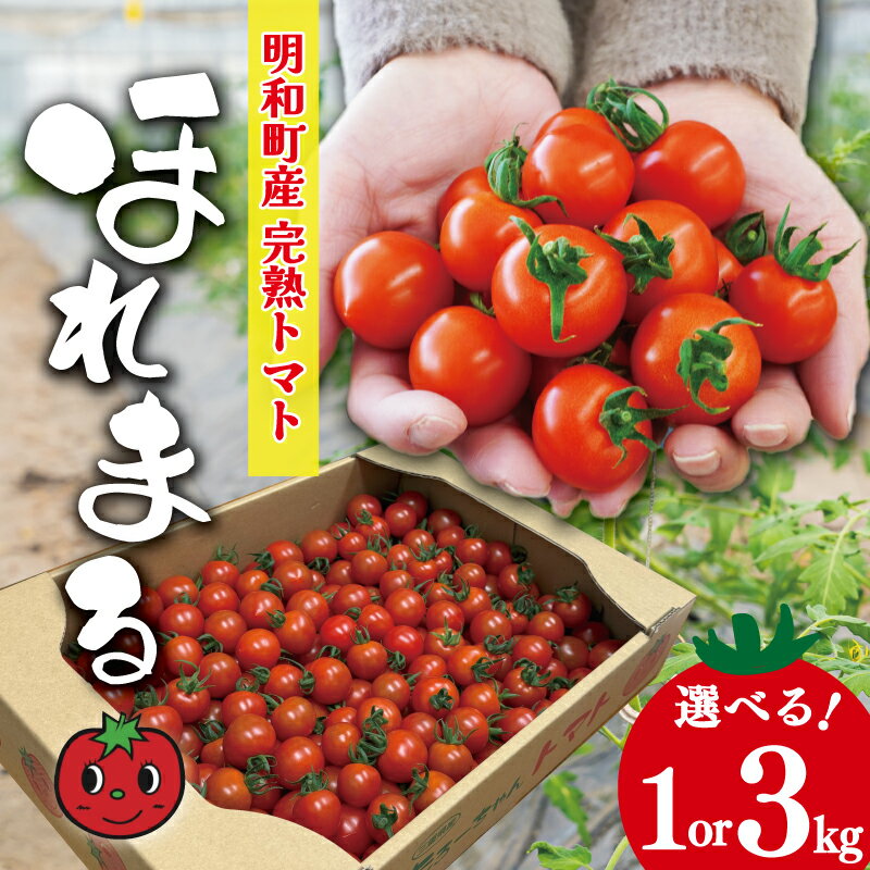 明和町産 完熟 トマト ほれまる 選べる 1kg 3kg ミニトマト 朝採り 新鮮 生鮮 野菜 あっさり