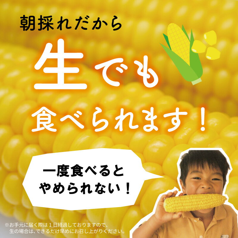 【ふるさと納税】明和町産 朝採れ とうもろこし ゴールドラッシュ 10本～12本 BBQ 人気 トウモロコシ 生 野菜 新鮮 採れたて 産地直送 朝どれ 甘い 期間限定 国産 旬 夏野菜 きたむら - 画像2