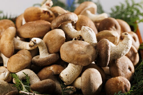 【ふるさと納税】原木　生椎茸　1.2kg／キノコランド　ふるさと納税　大紀ブランド　お取り寄せグルメ　キノコ　きのこ　三重県　大紀町 - 画像2