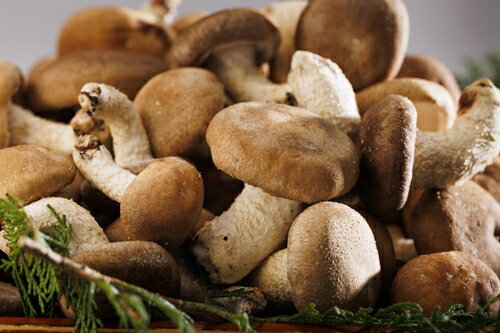 【ふるさと納税】原木　生椎茸　1.2kg／キノコランド　ふるさと納税　大紀ブランド　お取り寄せグルメ　キノコ　きのこ　三重県　大紀町 - 画像3