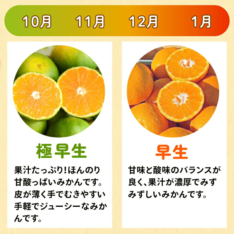 【ふるさと納税】 訳あり 早生みかん 7kg ご家庭用 みかん 期間限定 温州みかん mikan 果物 かんきつ 土実樹みかん ミカン 蜜柑 柑橘 フルーツ くだもの 果物 訳アリ わけあり 伊勢志摩産 三重県 南伊勢町 土実樹農園 15000円 20000円以下 一万円台 サムネイル2