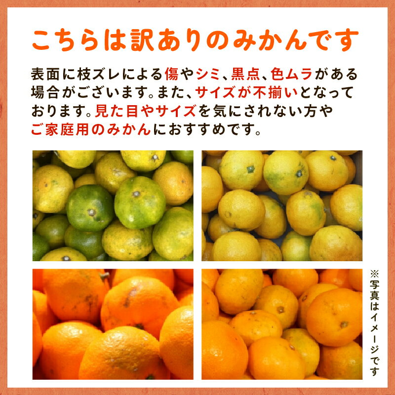 【ふるさと納税】 訳あり 早生みかん 7kg ご家庭用 みかん 期間限定 温州みかん mikan 果物 かんきつ 土実樹みかん ミカン 蜜柑 柑橘 フルーツ くだもの 果物 訳アリ わけあり 伊勢志摩産 三重県 南伊勢町 土実樹農園 15000円 20000円以下 一万円台 サムネイル3