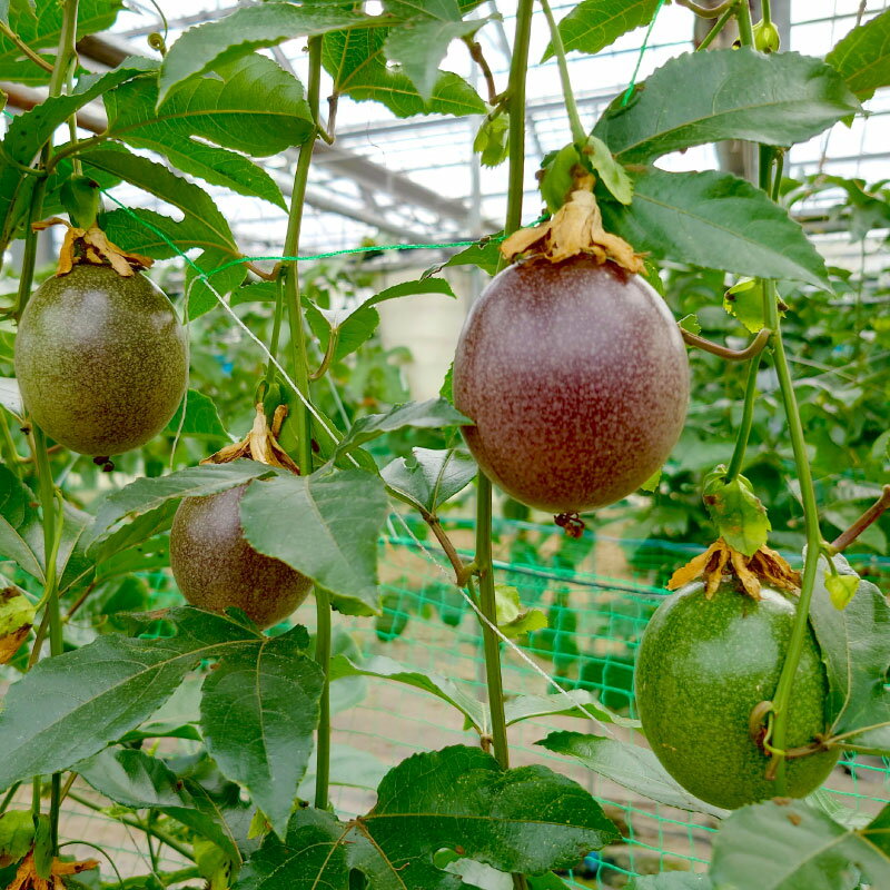 【ふるさと納税】 2026年先行予約 パッションフルーツ 約2kg 24～28玉 数量限定 期間限定 フルーツ 果物 果実 国産 トロピカルフルーツ 南国フルーツ お取り寄せ ヨーグルト アイスクリーム デザート おやつ 朝食 三重県 伊勢 志摩 南伊勢町 土実樹農園 伊勢志摩 サムネイル3