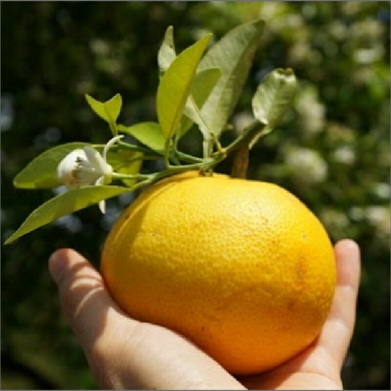 【ふるさと納税】高評価★4.83 なごみかん 日南 極早生みかん 10kg【さわやかな香りと味わい】 - 画像3