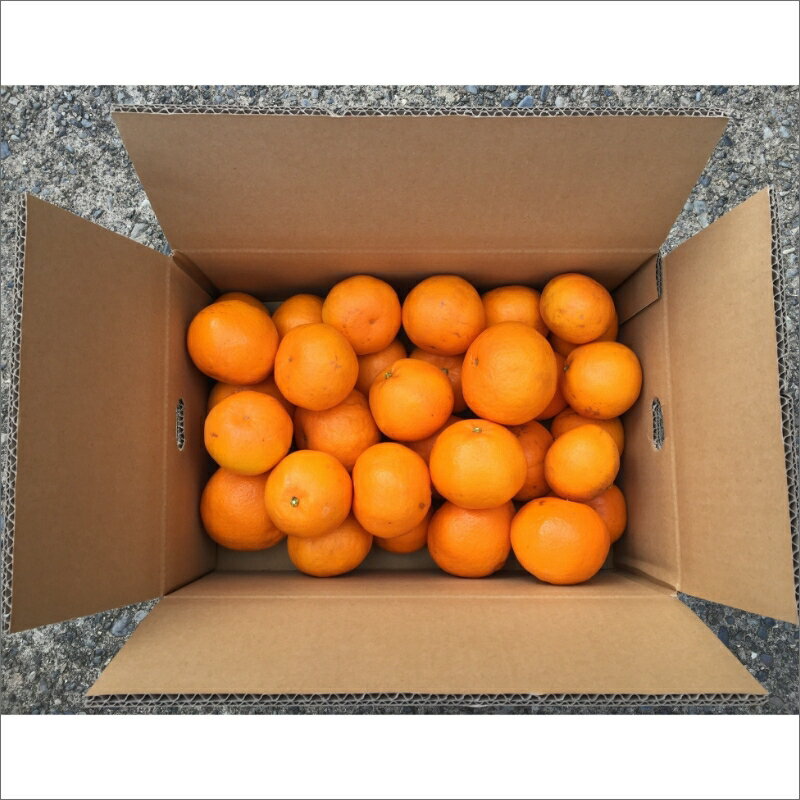 【ふるさと納税】【2026年発送 先行予約品】弾ける旨さ！ ミカファーム みかん はるみ 5kg 9kg 選べる 容量 先行予約【三重県御浜町産 プチプチと弾ける食感】 サムネイル2