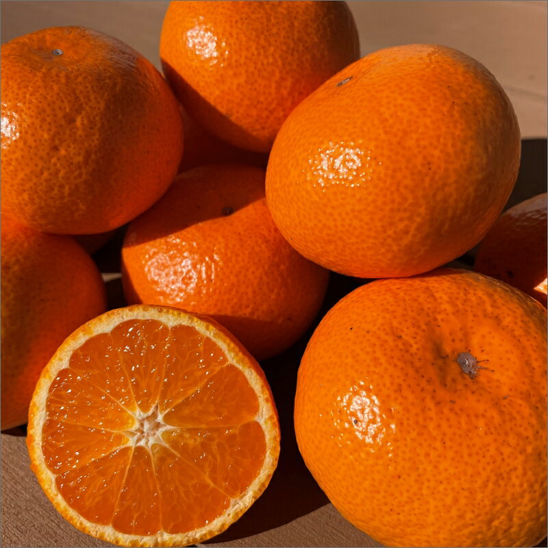 【ふるさと納税】ミカファーム 石地温州みかん 5kg 9.5kg 希少品種 三重県御浜町産【樹上で完熟させた、甘くてコクのあるみかん】 サムネイル2