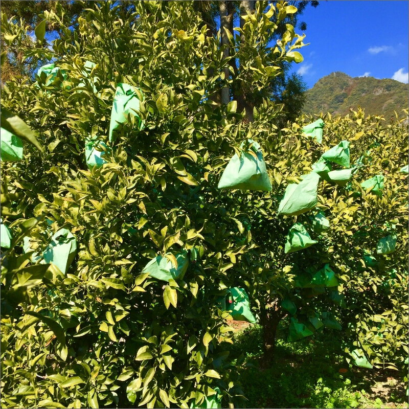 【ふるさと納税】【2026年発送 先行予約品】濃密な甘酸っぱさ！ ミカファーム 不知火 4.5kg 9kg 春頃発送 三重県 御浜町産【ジューシーで濃厚な味わい】 サムネイル2