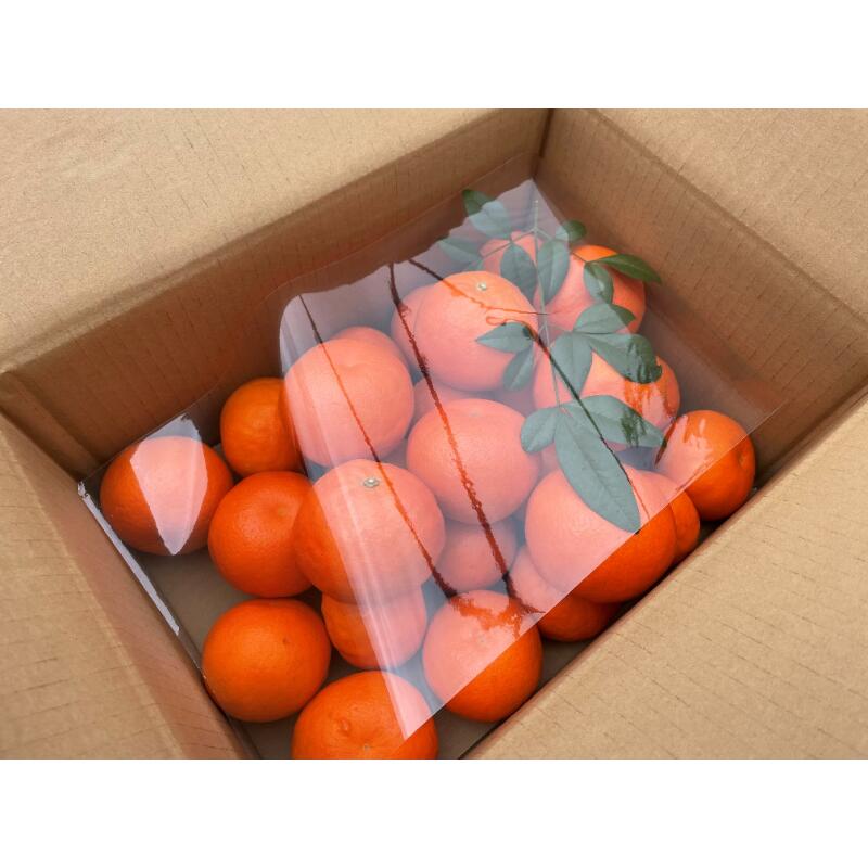 【ふるさと納税】【2026年発送 先行予約品】ジューシーさダントツ！ ミカファーム オレンジ セミノール 4.5kg 贈答用 春頃発送 三重県 御浜町産【濃厚な甘味と程よい酸味！】 サムネイル2