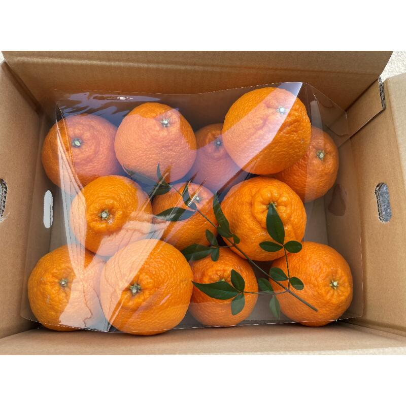 【ふるさと納税】【2026年発送 先行予約品】濃密な甘酸っぱさ！ ミカファーム 不知火 4.5kg 贈答用 春頃発送 三重県 御浜町産【プチプチと弾ける食感】 サムネイル2