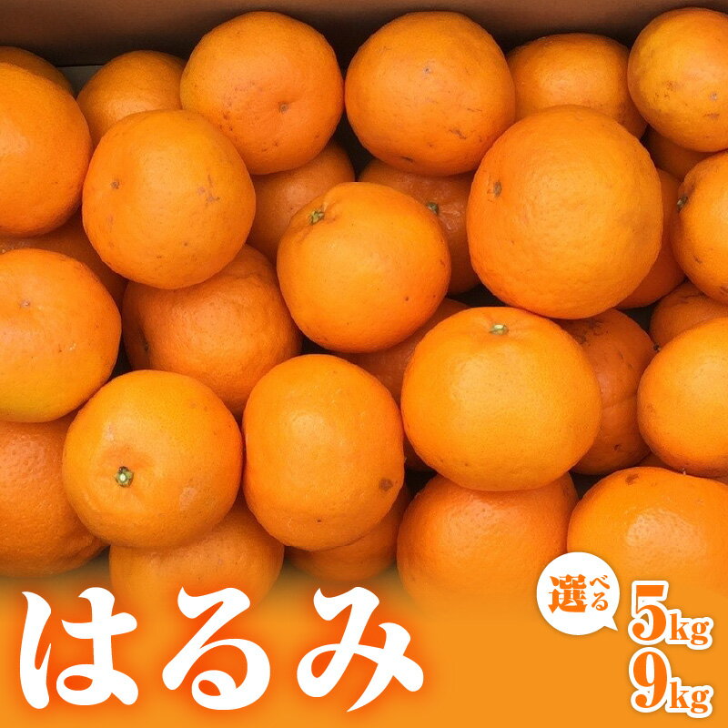 【2026年発送 先行予約品】弾ける旨さ！ ミカファーム みかん はるみ 5kg 9kg 選べる 容量 先行予約【三重県御浜町産 プチプチと弾ける食感】