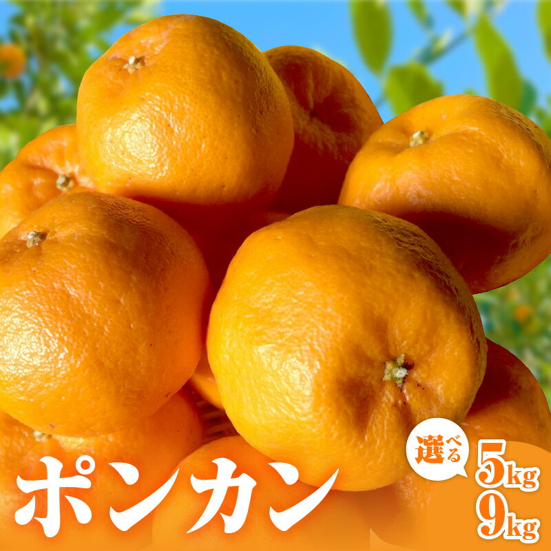 【2026年発送 先行予約品】旨みと香りを産地直送！ ミカファーム みかん ポンカン 5kg 9kg 選べる 内容量【三重県御浜町産 甘くて食べやすい】