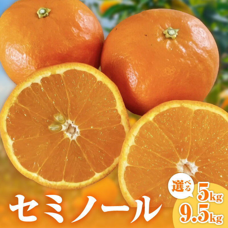 【2026年発送 先行予約品】ジューシーさダントツ！ ミカファーム オレンジ セミノール 5kg 9.5kg 春頃発送 三重県 御浜町産【驚くほどジューシー！口に入れた瞬間甘さが溢れます】