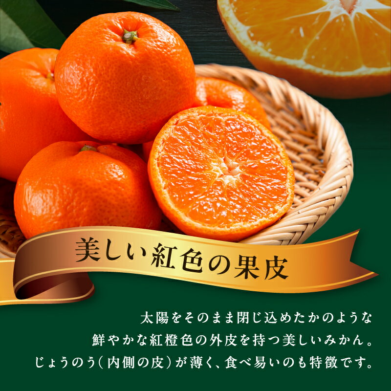 【ふるさと納税】【数量限定】辻本農園 山下紅みかん 10kg【栽培が難しく市場に出回りにくい幻のみかん】 サムネイル3