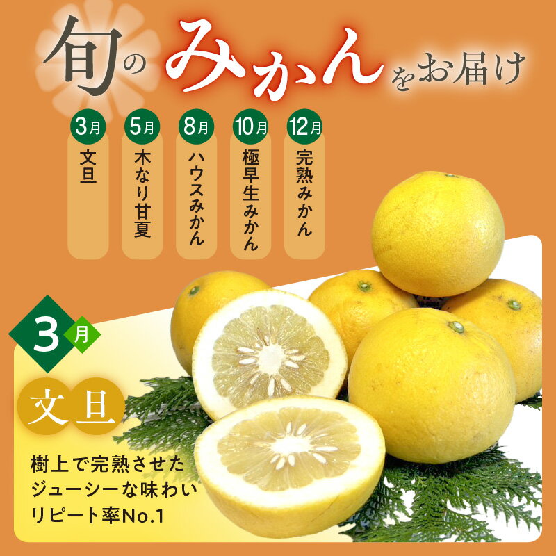 【ふるさと納税】かきうち農園 オレンジ 定期便 (全5回) サムネイル2