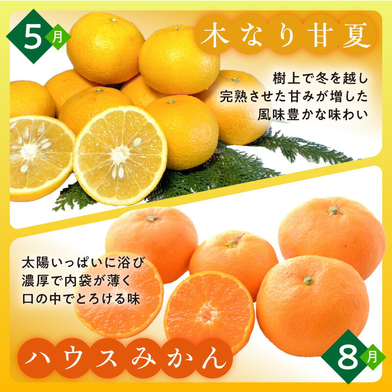 【ふるさと納税】かきうち農園 オレンジ 定期便 (全5回) サムネイル3