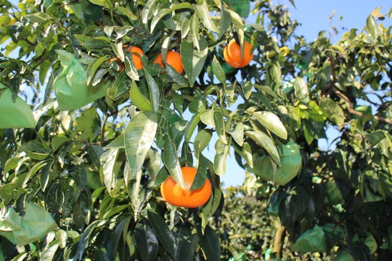 【ふるさと納税】【2026年発送 先行予約品】JA カラマンダリン 5kg 春頃発送 御浜町産 【品質面は、全国トップクラスの評価「三重ブランド」に認定されています】 サムネイル2