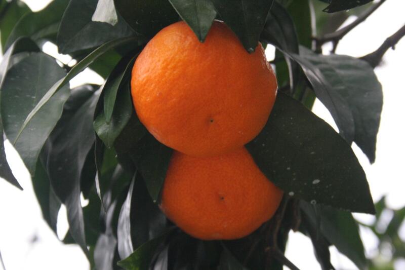 【ふるさと納税】【2026年発送 先行予約品】JA カラマンダリン 5kg 春頃発送 御浜町産 【品質面は、全国トップクラスの評価「三重ブランド」に認定されています】 サムネイル3