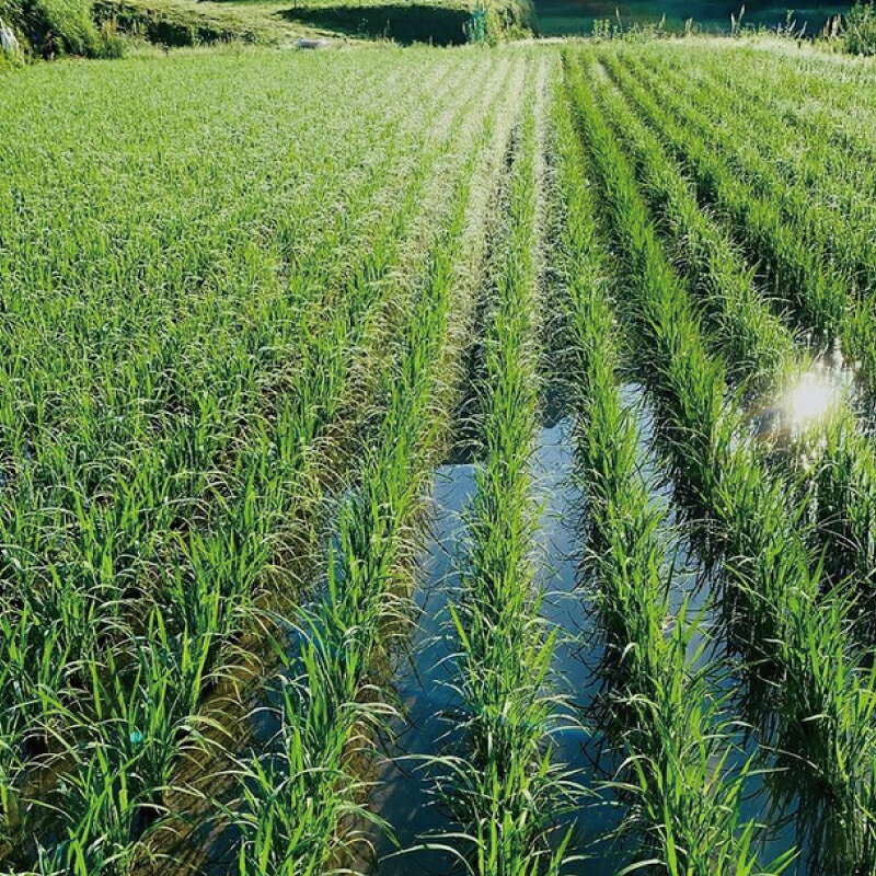 【ふるさと納税】 米 お米 数量限定 飛雪米 結びの神 10kg (5Kg×2袋) / 米 こめ お米 おこめ 精米 白米 ご飯 国産 美味しい おいしい ふっくら 新鮮 数量限定 送料無料 三重県 紀宝町 - 画像2