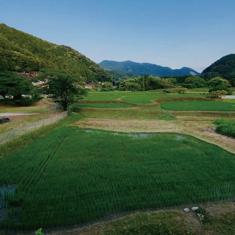 【ふるさと納税】 米 お米 数量限定 飛雪米 結びの神 10kg (5Kg×2袋) / 米 こめ お米 おこめ 精米 白米 ご飯 国産 美味しい おいしい ふっくら 新鮮 数量限定 送料無料 三重県 紀宝町 - 画像3