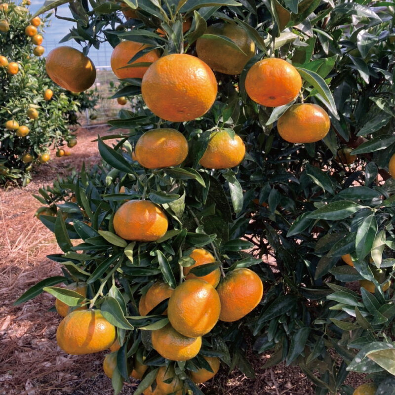 【ふるさと納税】 麗紅 萩野農園の 麗紅 (れいこう) 4kg L-2L サイズ混合 【2026年1月末から2月末までに順次発送】 みかん ミカン 蜜柑 フルーツ 果物 くだもの 産地直送 甘い ジューシー 数量限定 送料無料 サムネイル2