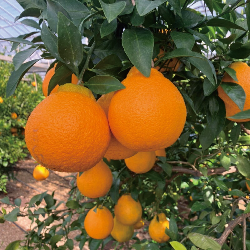 不知火 萩野農園の ハウス不知火 3kg 2L以上 9玉～12玉 みかん ミカン 不知火 しらぬい 果物 くだもの フルーツ 旬 人気 農家直送 産地直送【2026年1月初旬から1月中旬までに順次発】