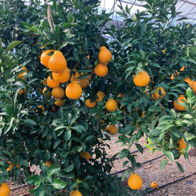 【ふるさと納税】 不知火 萩野農園の ハウス不知火 3kg 2L以上 9玉～12玉 みかん ミカン 不知火 しらぬい 果物 くだもの フルーツ 旬 人気 農家直送 産地直送【2026年1月初旬から1月中旬までに順次発】 サムネイル2