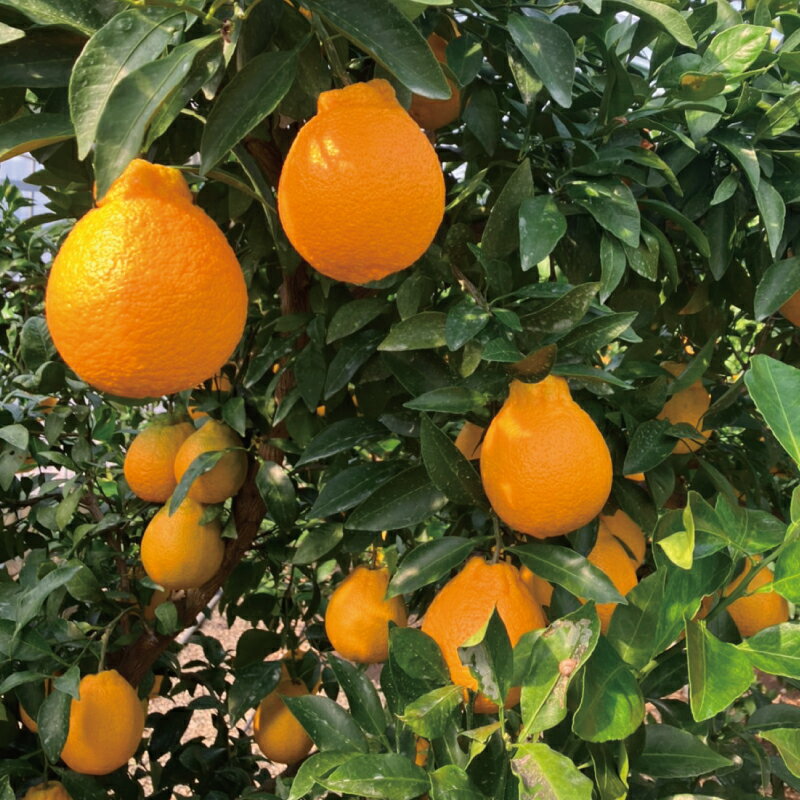 【ふるさと納税】 不知火 萩野農園の ハウス不知火 3kg 2L以上 9玉～12玉 みかん ミカン 不知火 しらぬい 果物 くだもの フルーツ 旬 人気 農家直送 産地直送【2026年1月初旬から1月中旬までに順次発】 サムネイル3