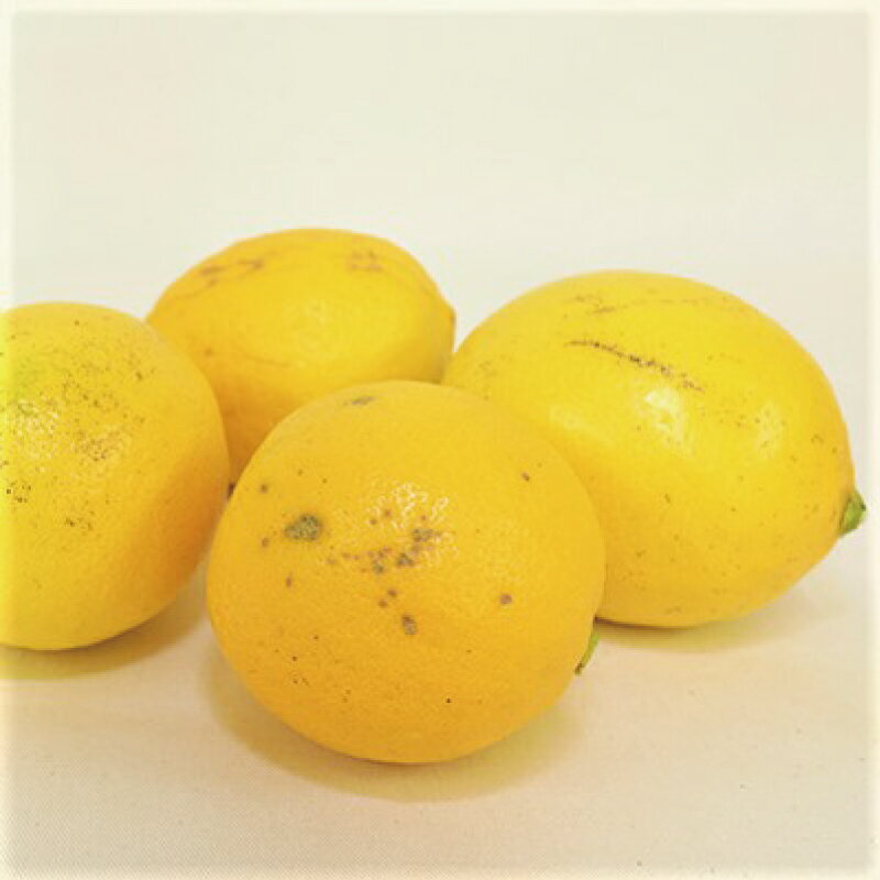 【ふるさと納税】 ＼選べる容量／ 【先行予約】橋本農園の 訳あり マイヤーレモン【3kg・5kg・10kgから選べます】【2025年12月中旬〜2026年1月中旬までに順次発送】 / レモン マイヤーレモン 檸檬 果物 くだもの フルーツ 産地直送 国産 数量限定 家庭用 ご家庭用 訳あり サムネイル2