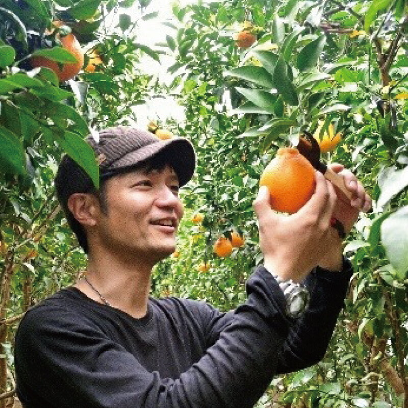 【ふるさと納税】 石本果樹園の 完熟 はるぽん 約3.5kg 【2026年3月上旬から4月上旬までに順次発送】 / ミカン 蜜柑 柑橘 フルーツ くだもの 果物 先行予約 不知火 産地直送 送料無料 サムネイル3
