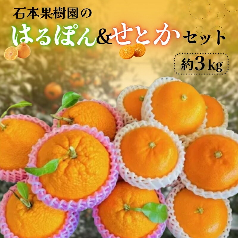 石本果樹園の はるぽん ＆ せとか セット 約3kg 【2026年3月上旬から3月下旬までに順次発送】 / ミカン 蜜柑 柑橘 フルーツ くだもの 果物 先行予約 せとか 不知火 産地直送 送料無料