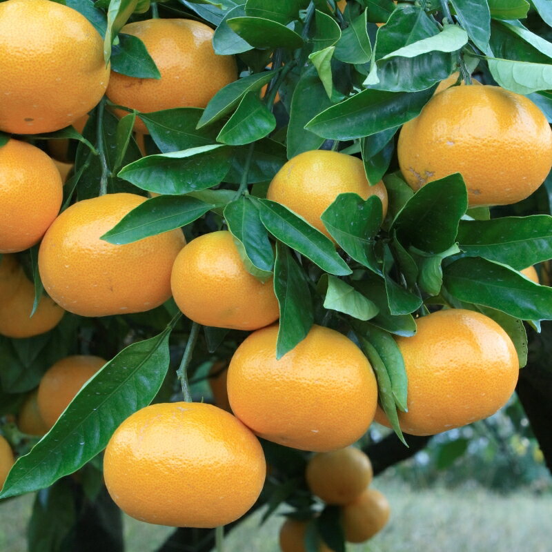 【ふるさと納税】 訳あり 2S-2Lサイズおまかせ 石本農園の早生温州みかん 約4.5kg【11月下旬から12月末頃までに順次発送】 / みかん ミカン 蜜柑 温州 サムネイル3