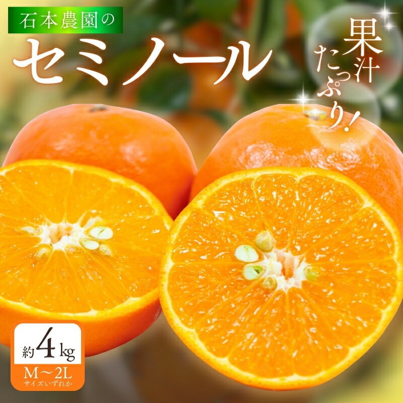 石本農園の セミノール M～2Lいずれか 約4kg 【2026年3月下旬から4月上旬頃までに順次発送】 / 柑橘 セミノール