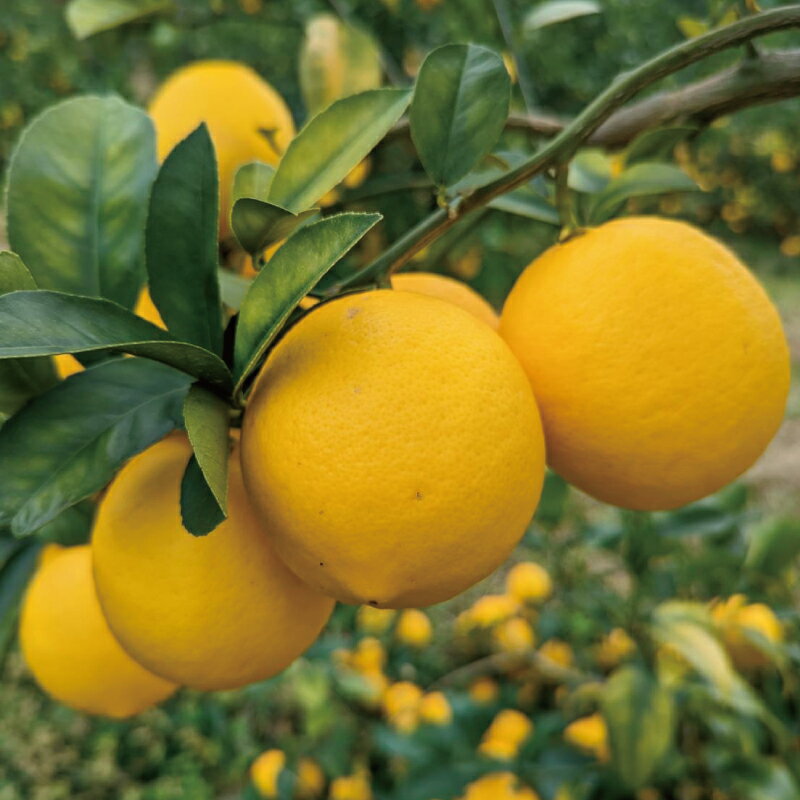 【ふるさと納税】 先行予約 西地農園の 国産 マイヤーレモン 4.5kg【2025年12月末～2026年1月上旬に順次発送】 / レモン マイヤーレモン 檸檬 果物 くだもの フルーツ 産地直送 国産 数量限定 ご家庭用 家庭用 サムネイル2