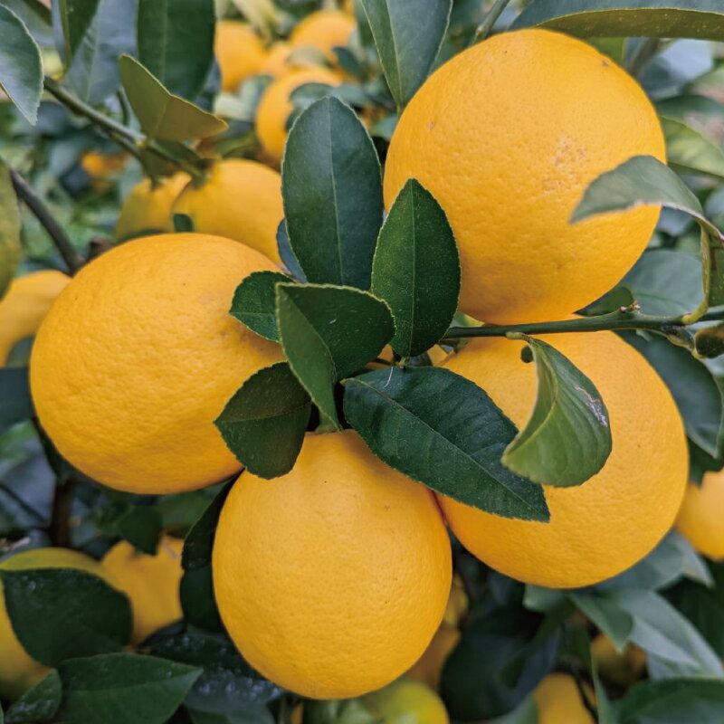 【ふるさと納税】 先行予約 西地農園の 国産 マイヤーレモン 4.5kg【2025年12月末～2026年1月上旬に順次発送】 / レモン マイヤーレモン 檸檬 果物 くだもの フルーツ 産地直送 国産 数量限定 ご家庭用 家庭用 サムネイル3