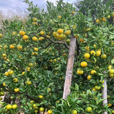 【ふるさと納税】 訳あり みかん 前元農園の 完熟中生(なかて) 温州みかん 3Kg 5kg 10kg S-M or L サイズ 【サイズ・容量が選べる】 くだもの フルーツ 果物 家庭用 人気 みかん ミカン 柑橘 訳あり わけあり 数量限定 旬 【1月初旬〜下旬に順次発送】 サムネイル3