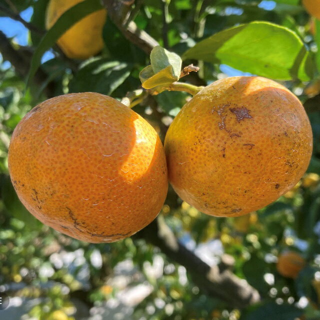 【ふるさと納税】 訳あり みかん 前元農園の 完熟中生(なかて) 温州みかん 3Kg 5kg 10kg S-M or L サイズ 【サイズ・容量が選べる】 くだもの フルーツ 果物 家庭用 人気 みかん ミカン 柑橘 訳あり わけあり 数量限定 旬 【1月初旬〜下旬に順次発送】 サムネイル2