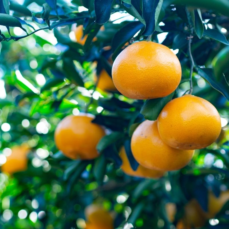 【ふるさと納税】 せとか 西地農園の ハウスせとか 2L 12個 / 3L 10個 【2026年2月中旬より順次発送】 手選別 ハウスせとか みかん ミカン 蜜柑 柑橘 果物 くだもの フルーツ 予約 人気 ジューシー 甘い 産地直送 送料無料 サムネイル2