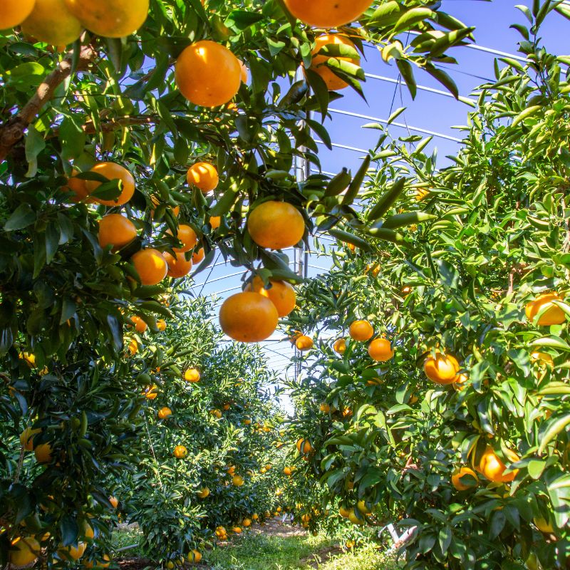 【ふるさと納税】 せとか 西地農園の ハウスせとか 2L 12個 / 3L 10個 【2026年2月中旬より順次発送】 手選別 ハウスせとか みかん ミカン 蜜柑 柑橘 果物 くだもの フルーツ 予約 人気 ジューシー 甘い 産地直送 送料無料 サムネイル3