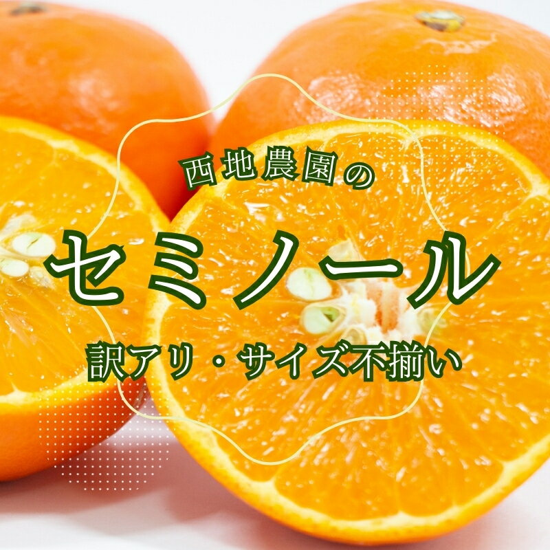 先行予約 2級果 サイズ不揃い 訳あり ご家庭用 西地農園のセミノール 4.5kg【2026年3月中旬から順次発送】 / セミノール わけあり 訳あり ご家庭用 家庭用 不揃い みかん 蜜柑 柑橘 4.5kg