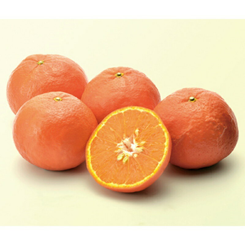 【ふるさと納税】 西地農園のセミノール 4.5kg 【選べるサイズ！MまたはL・2Lサイズ】【3月中旬から順次発送】 / セミノール L 2L みかん 蜜柑 柑橘 4.5kg サムネイル2