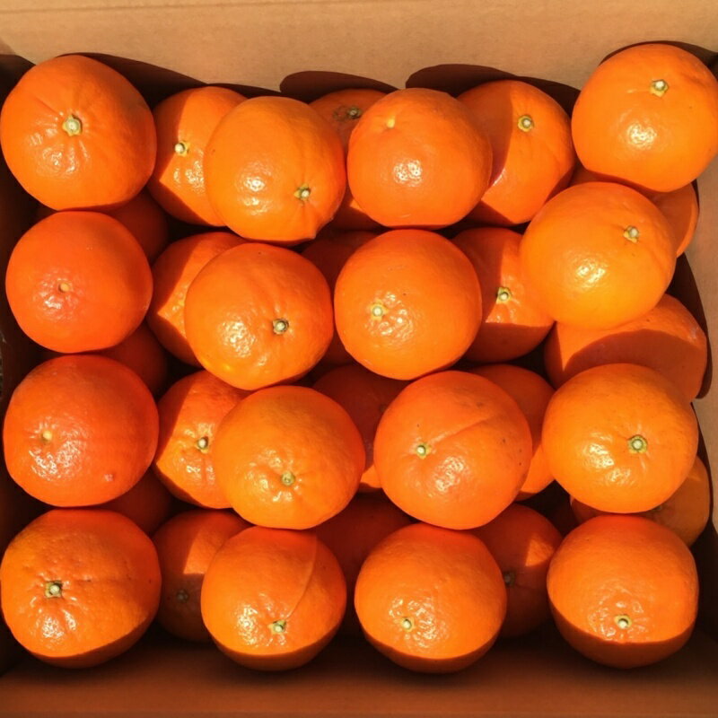 【ふるさと納税】 【容量が選べる】サイズL以上(L・2L・3L)岡農園のセミノール【2025年3月下旬から4月下旬までに順次発送】 / セミノール みかん 蜜柑 数量限定 ミカン サムネイル2