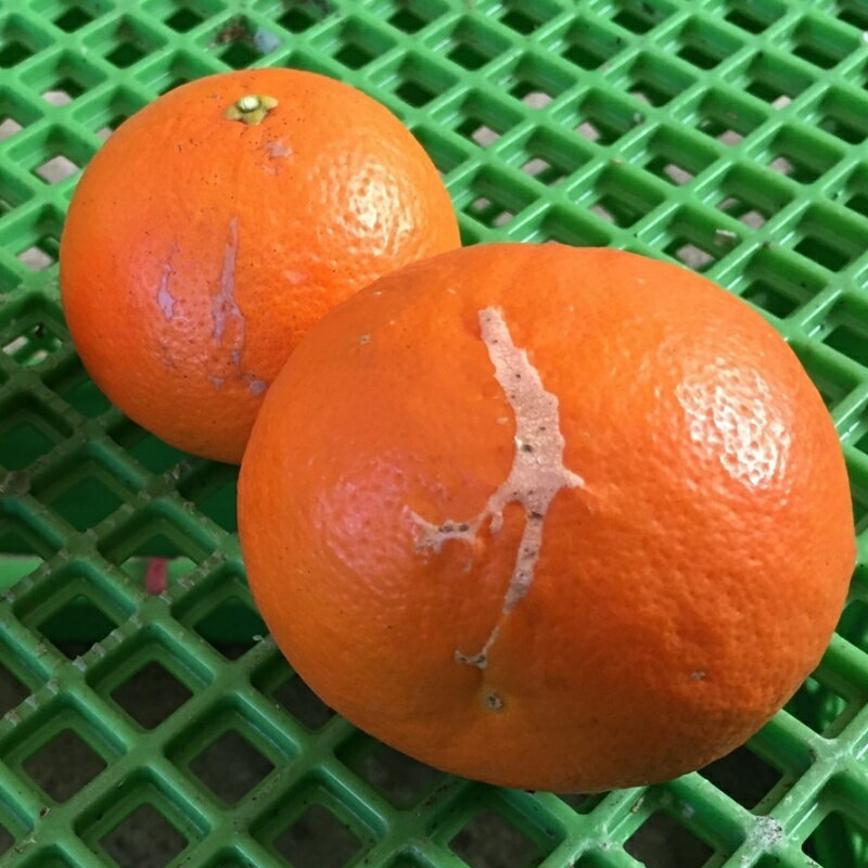 【ふるさと納税】 【先行予約】【容量が選べる】訳あり品 サイズ混合 ご家庭用 岡農園のセミノール【2026年3月下旬から4月下旬までに順次発送】 / セミノール わけあり 訳あり 家庭用 みかん 蜜柑 数量限定 ミカン サムネイル2