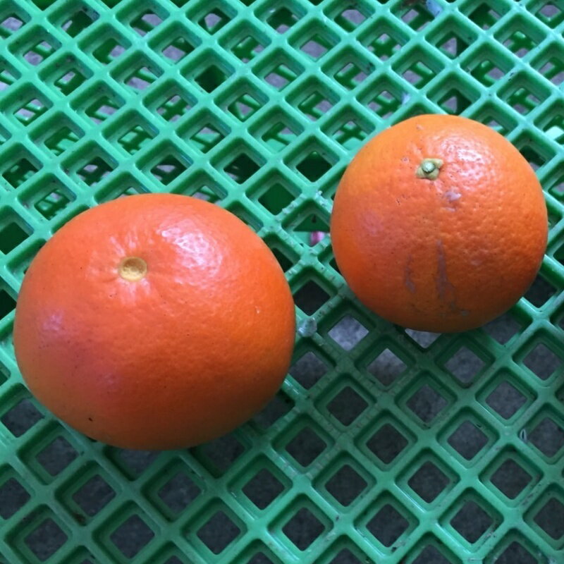 【ふるさと納税】 【先行予約】【容量が選べる】訳あり品 サイズ混合 ご家庭用 岡農園のセミノール【2026年3月下旬から4月下旬までに順次発送】 / セミノール わけあり 訳あり 家庭用 みかん 蜜柑 数量限定 ミカン サムネイル3