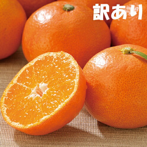 【容量が選べる】訳あり サイズL以下 早生温州みかん【2025年11月中旬から12月中旬までに順次発送】/ みかん 蜜柑 温州みかん 早生みかん 柑橘 訳あり