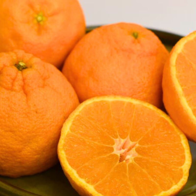 【ふるさと納税】 不知火 たにぐち農園の 完熟不知火 ご家庭用 ちょこっと訳あり 5kg 【2026年2月中旬から3月下旬までに順次発送】 デコポン みかん ミカン 蜜柑 柑橘 果物 くだもの フルーツ 訳あり 家庭用 予約 人気 産地直送 送料無料 サムネイル3