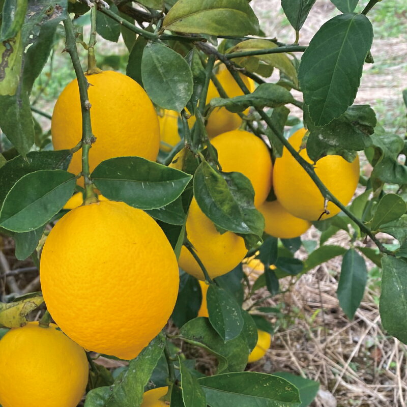 【ふるさと納税】 たにぐち農園の国産マイヤーレモン 2.5kg または 4.5kg【2025年12月〜2026年1月初旬の期間で順次発送致します。】 / 檸檬 レモン れもん 柑橘 国産 大容量 数量限定 ご家庭用 家庭用 サムネイル2