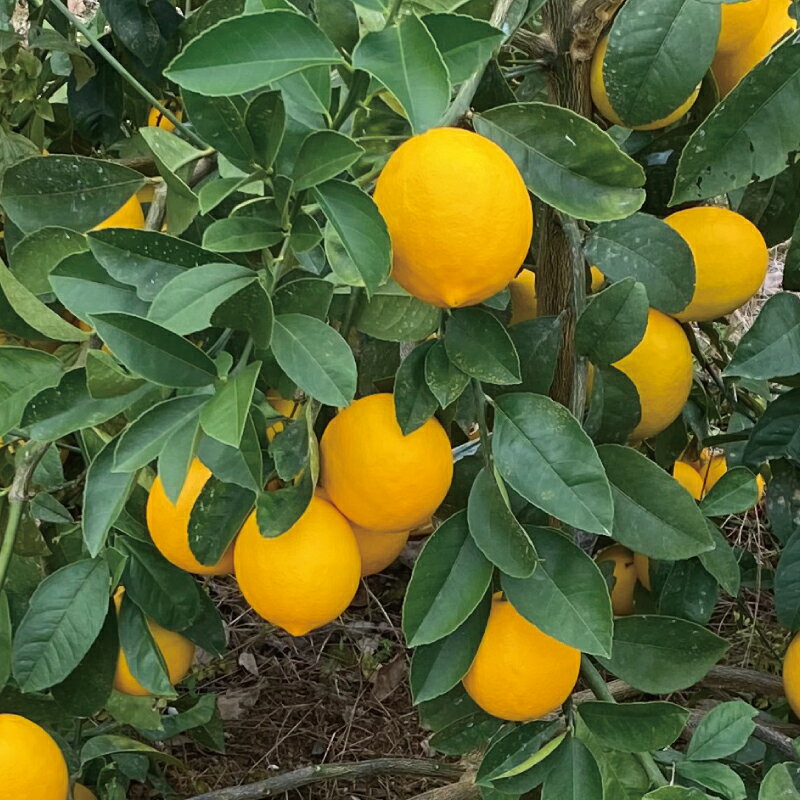 【ふるさと納税】 たにぐち農園の国産マイヤーレモン 2.5kg または 4.5kg【2025年12月〜2026年1月初旬の期間で順次発送致します。】 / 檸檬 レモン れもん 柑橘 国産 大容量 数量限定 ご家庭用 家庭用 サムネイル3